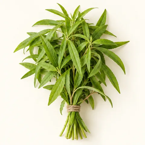 Verveine